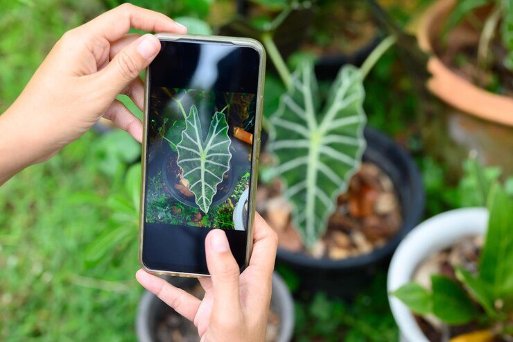 Aplicación para identificar plantas – ¡Instala Gratis!